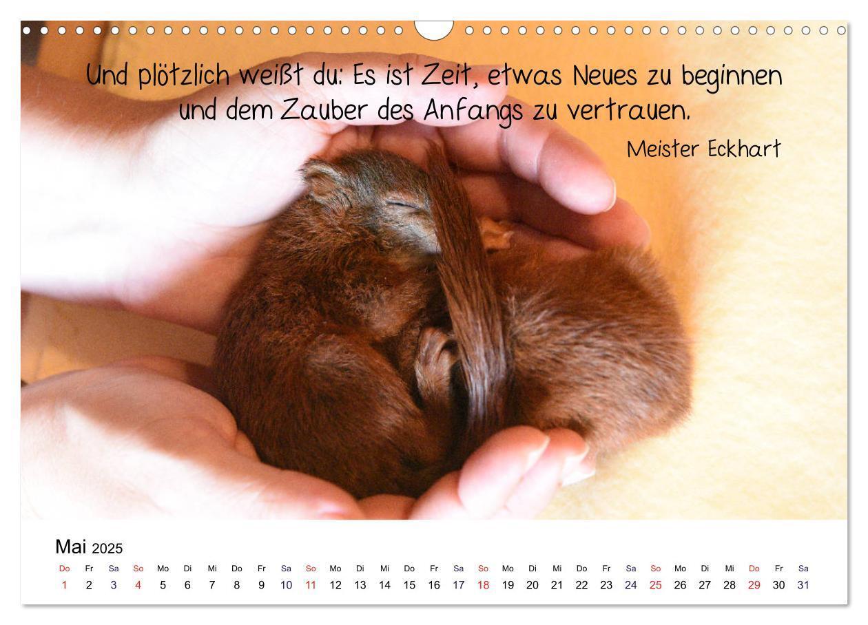 Bild: 9783435433926 | Der literarische Eichhörnchen-Kalender (Wandkalender 2025 DIN A3...