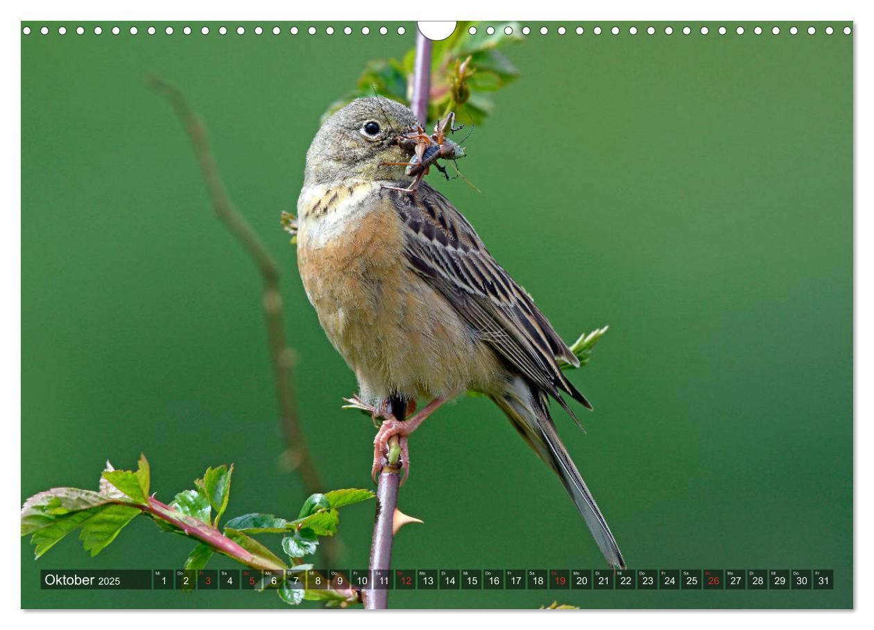 Bild: 9783435192755 | Heimische Singvögel in Feld und Flur (Wandkalender 2025 DIN A3...