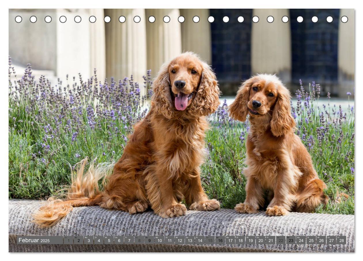 Bild: 9783435446605 | English Cocker Spaniels - Ein Spaziergang im Park (Tischkalender...