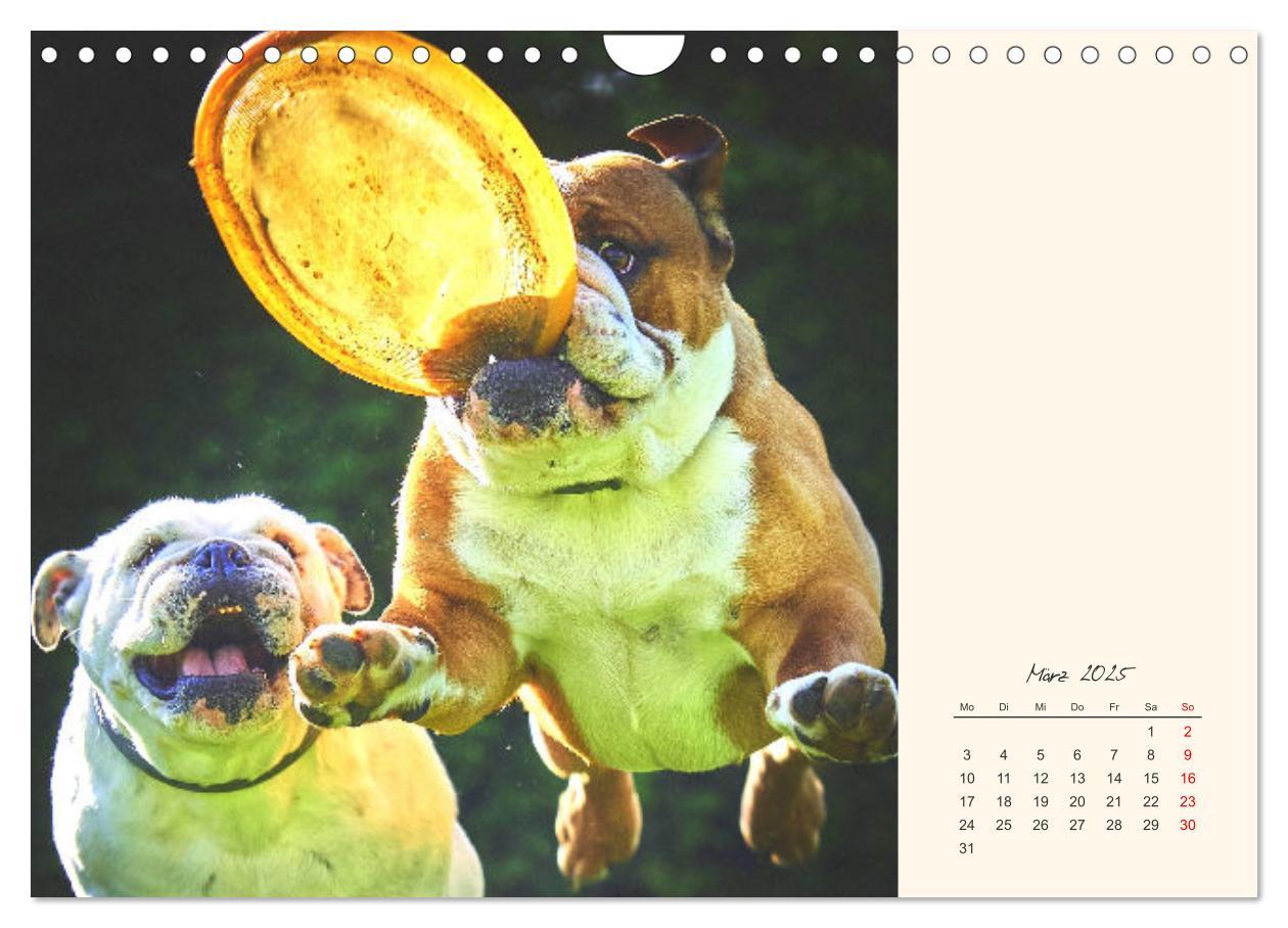 Bild: 9783435067367 | Dicke Freunde. Englische Bulldoggen (Wandkalender 2025 DIN A4...