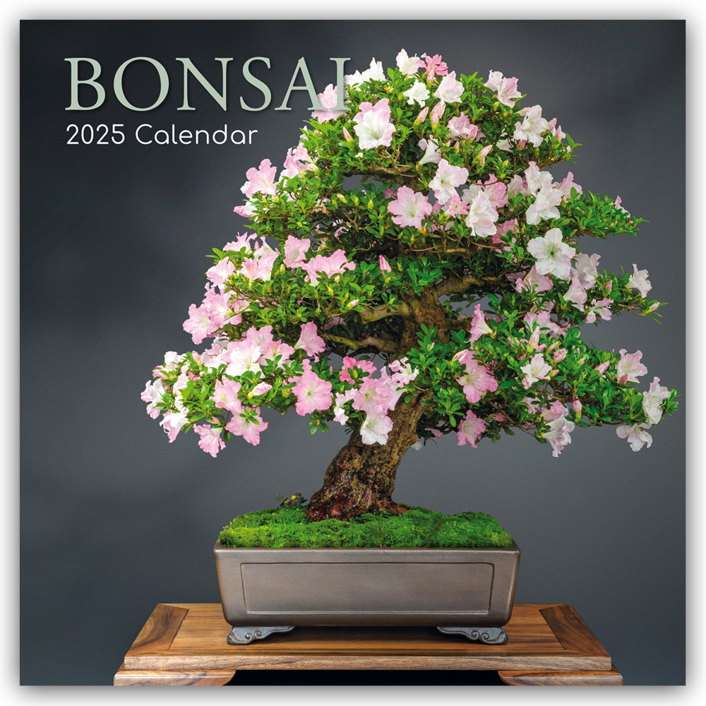 Cover: 9781837889501 | Bonsai - Bonsaibäume 2025 - 16-Monatskalender | Ltd | Kalender | 14 S.