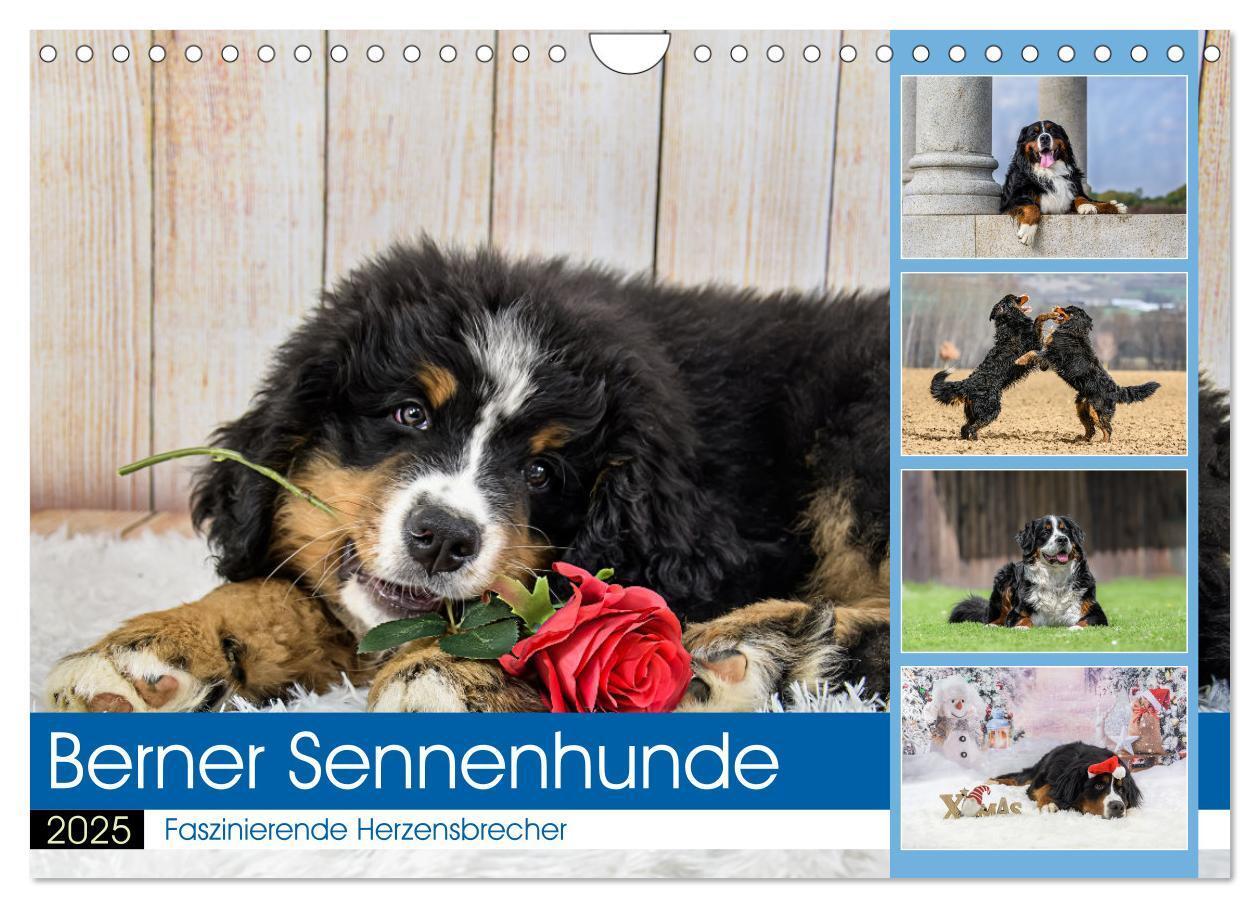 Cover: 9783457182475 | Berner Sennenhunde - Faszinierende Herzensbrecher (Wandkalender...