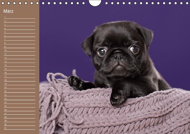 Bild: 9783664097685 | Ein Mops fürs Herz (Wandkalender immerwährend DIN A4 quer) | Noack