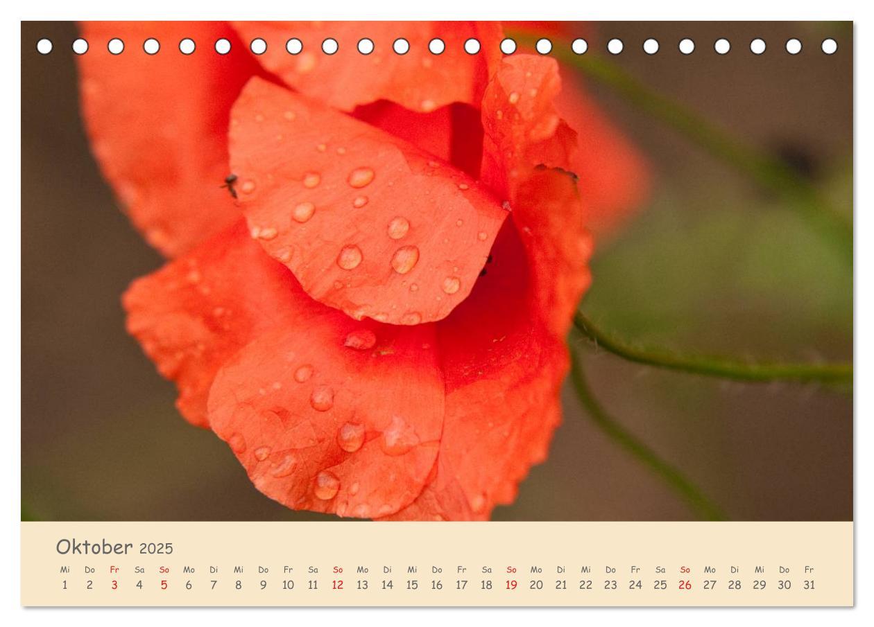 Bild: 9783435493500 | Mohnblumen - rote Schönheiten (Tischkalender 2025 DIN A5 quer),...