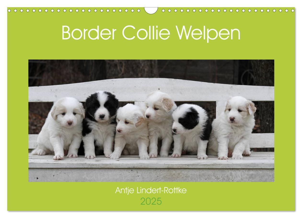 Cover: 9783435833665 | Border Collie Welpen (Wandkalender 2025 DIN A3 quer), CALVENDO...