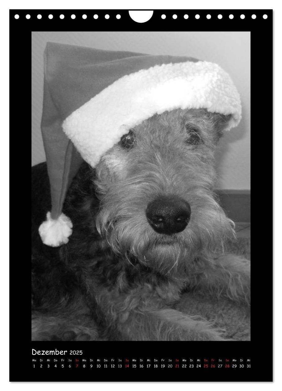 Bild: 9783457051344 | Der Airedale: Portraits eines "Dickkopfes" (Wandkalender 2025 DIN...