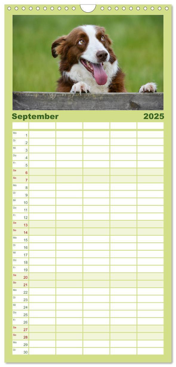 Bild: 9783457110454 | Familienplaner 2025 - Border Collies mit 5 Spalten (Wandkalender,...