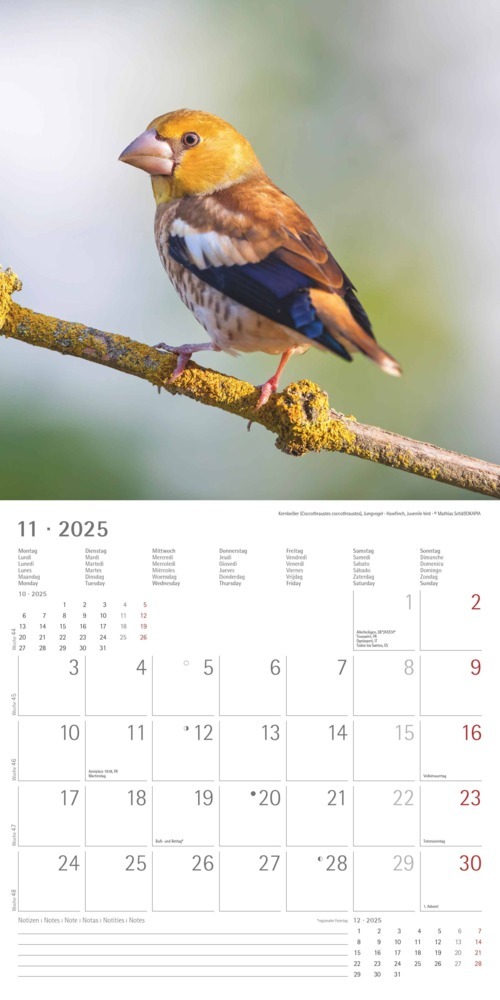 Bild: 4251732340728 | Alpha Edition - Vögel 2025 Broschürenkalender, 30x30cm,...