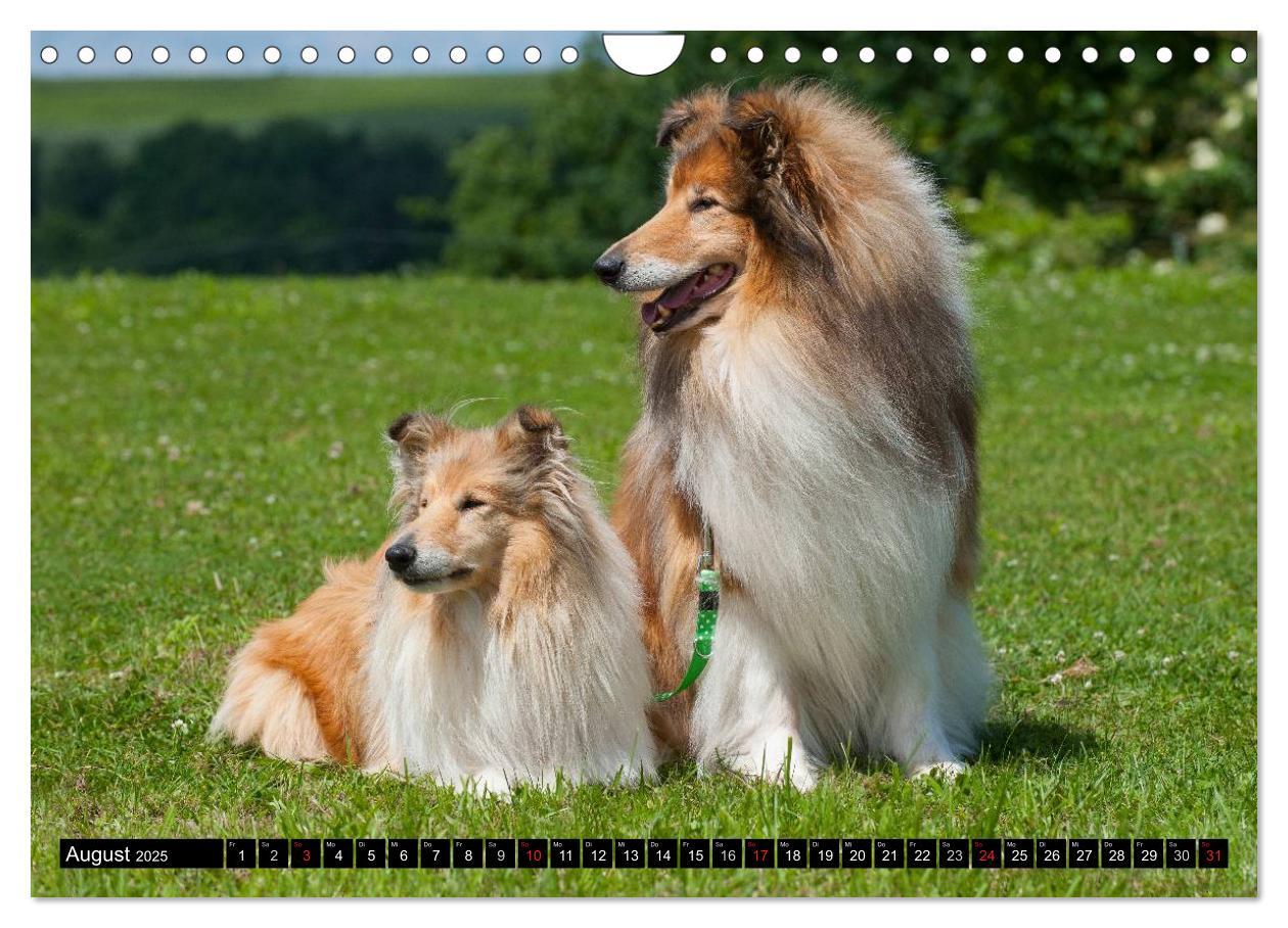 Bild: 9783435569267 | Collie - Mein bester Freund (Wandkalender 2025 DIN A4 quer),...