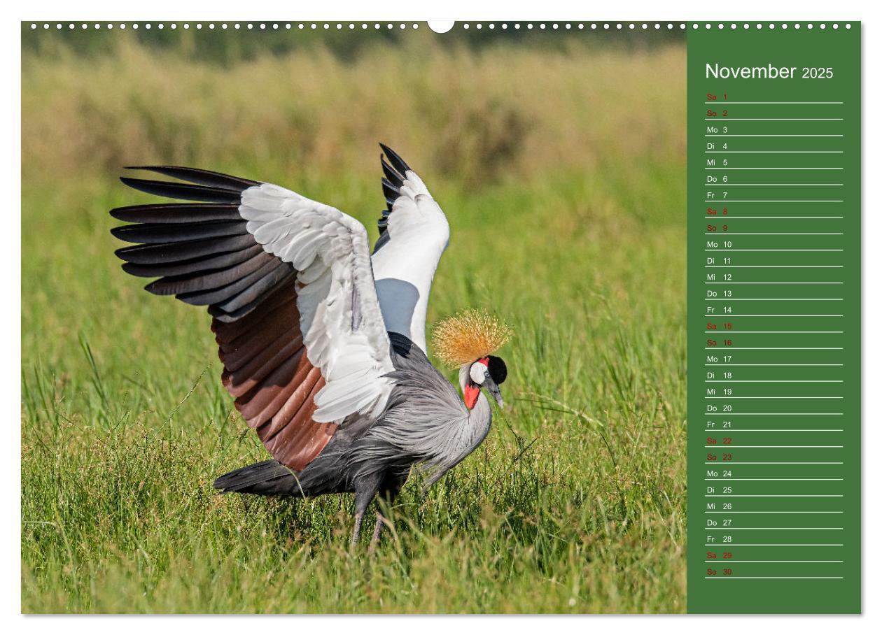 Bild: 9783383973697 | UGANDA - Perle Afrikas (Wandkalender 2025 DIN A2 quer), CALVENDO...