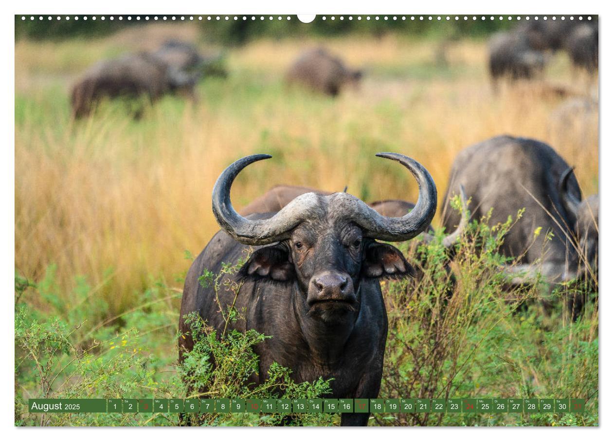 Bild: 9783435312757 | Wildlife Sambia (Wandkalender 2025 DIN A2 quer), CALVENDO...