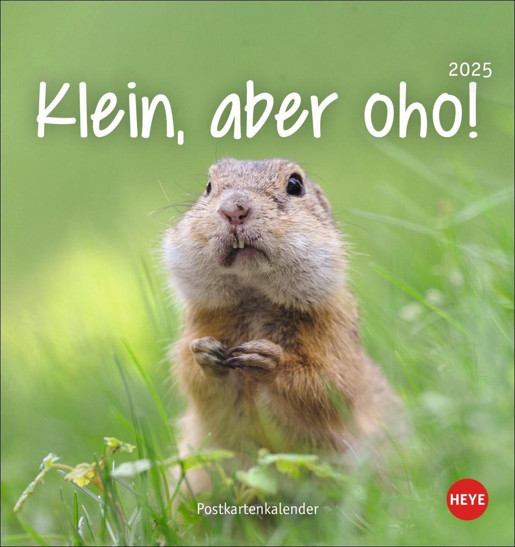 Cover: 9783756407170 | Klein, aber oho! Postkartenkalender 2025 | Kalender | Spiralbindung