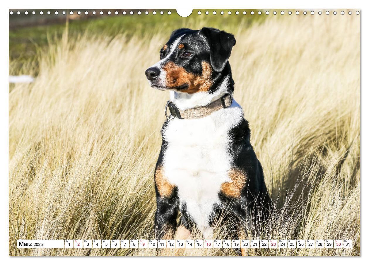 Bild: 9783435332441 | Appenzeller Sennenhunde (Wandkalender 2025 DIN A3 quer), CALVENDO...