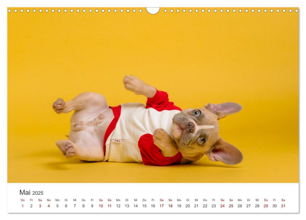 Bild: 9783457182680 | Die Bulldogge Henry (Wandkalender 2025 DIN A3 quer), CALVENDO...