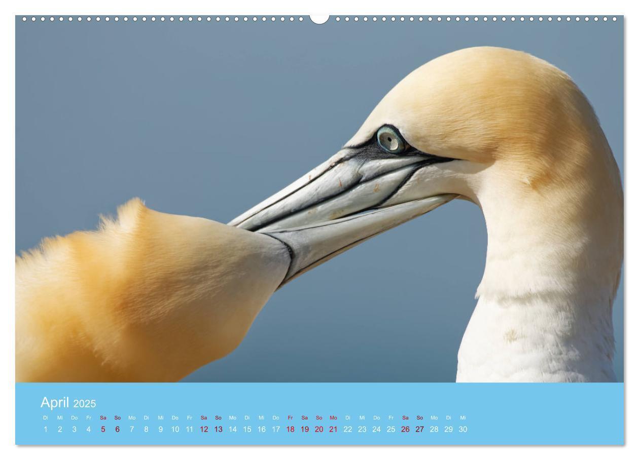 Bild: 9783457207581 | Basstölpel auf Helgoland - von Ostfriesenfotografie (Wandkalender...