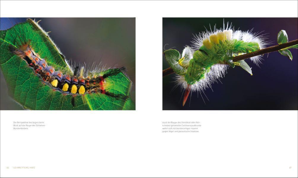 Bild: 9783954163236 | Unsere einzigartige Insektenwelt | Josef H. Reichholf (u. a.) | Buch