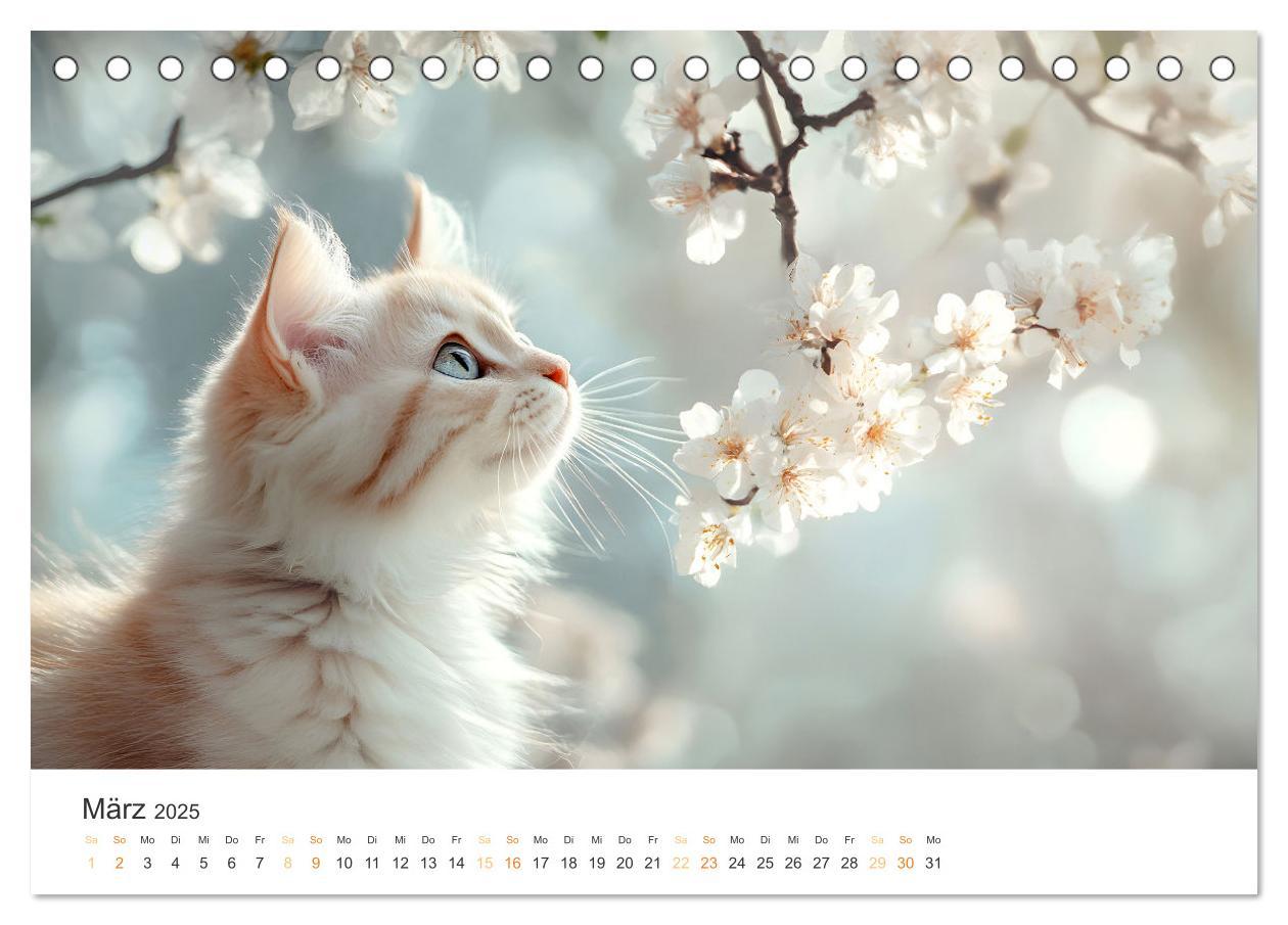 Bild: 9783457203897 | Katzen - sanfte Schönheiten (Tischkalender 2025 DIN A5 quer),...