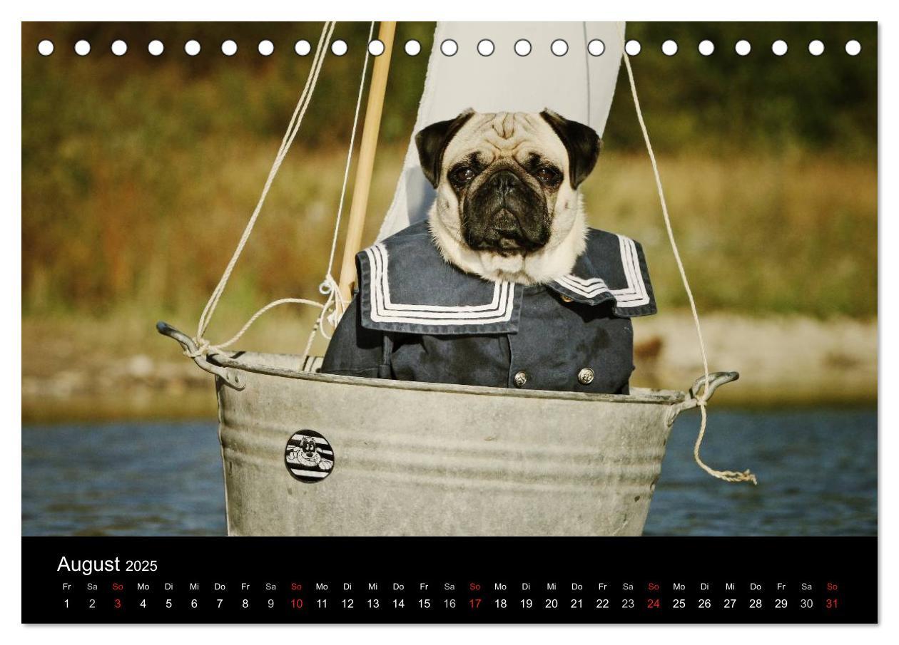 Bild: 9783435768424 | Der MOPS-Kalender (Tischkalender 2025 DIN A5 quer), CALVENDO...