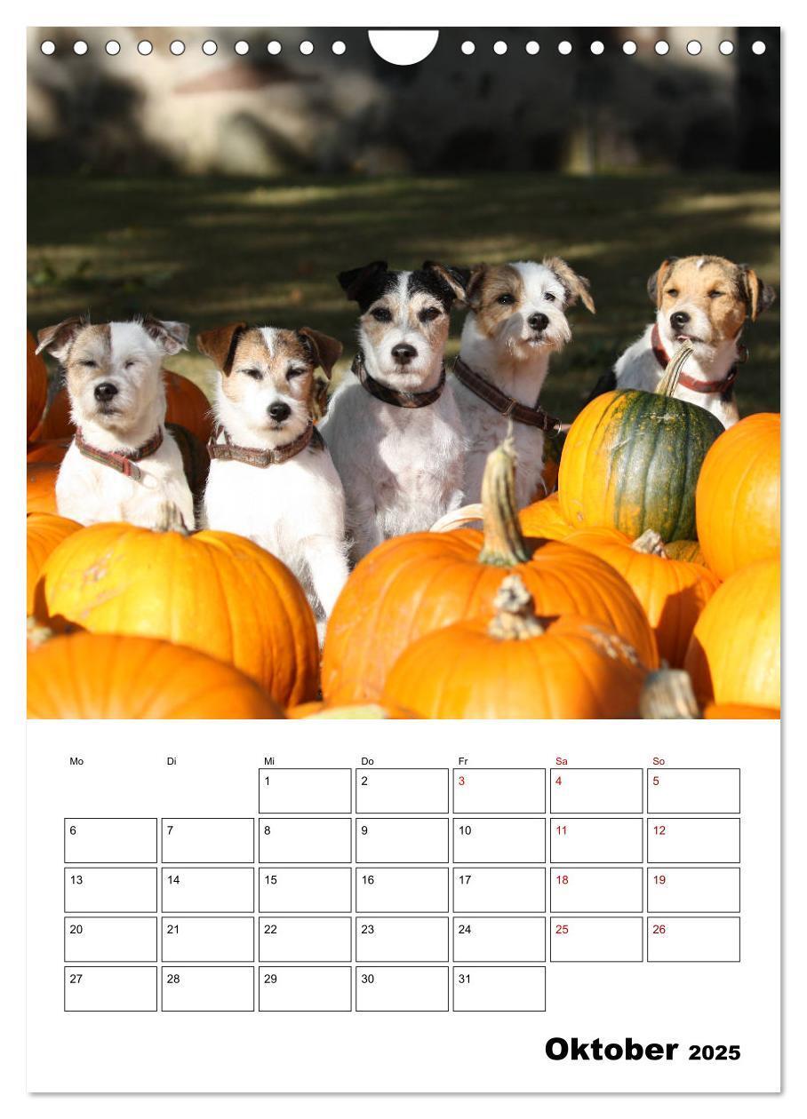 Bild: 9783435996063 | Tender Fellows - Parson Russell Terrier (Wandkalender 2025 DIN A4...