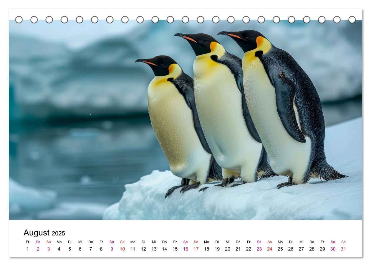 Bild: 9783457164471 | Maritim pur - Pinguine (Tischkalender 2025 DIN A5 quer), CALVENDO...