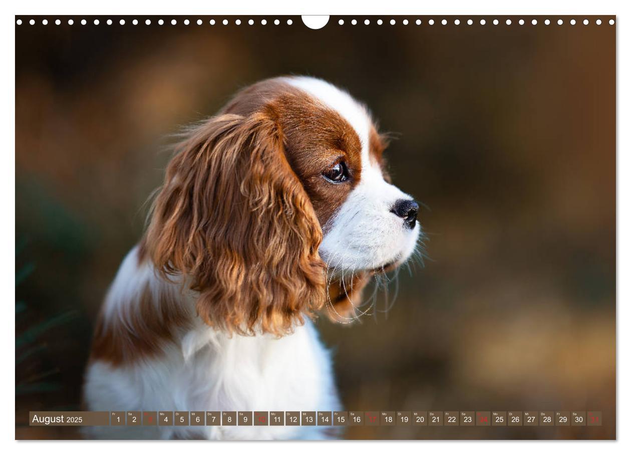 Bild: 9783435179978 | Der Welpenkalender - Cavalier King Charles Spaniel (Wandkalender...