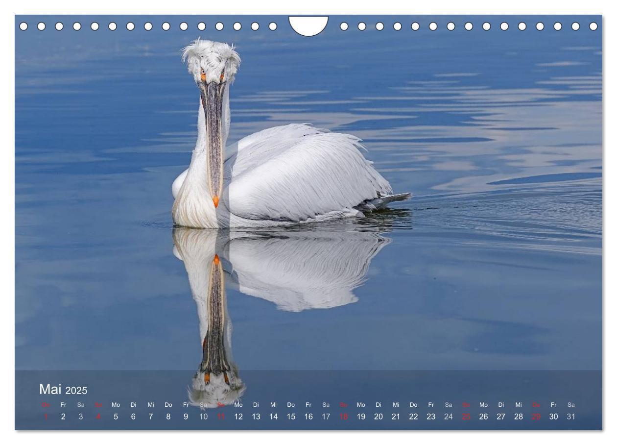 Bild: 9783435699759 | Pelikan-Kalender (Wandkalender 2025 DIN A4 quer), CALVENDO...