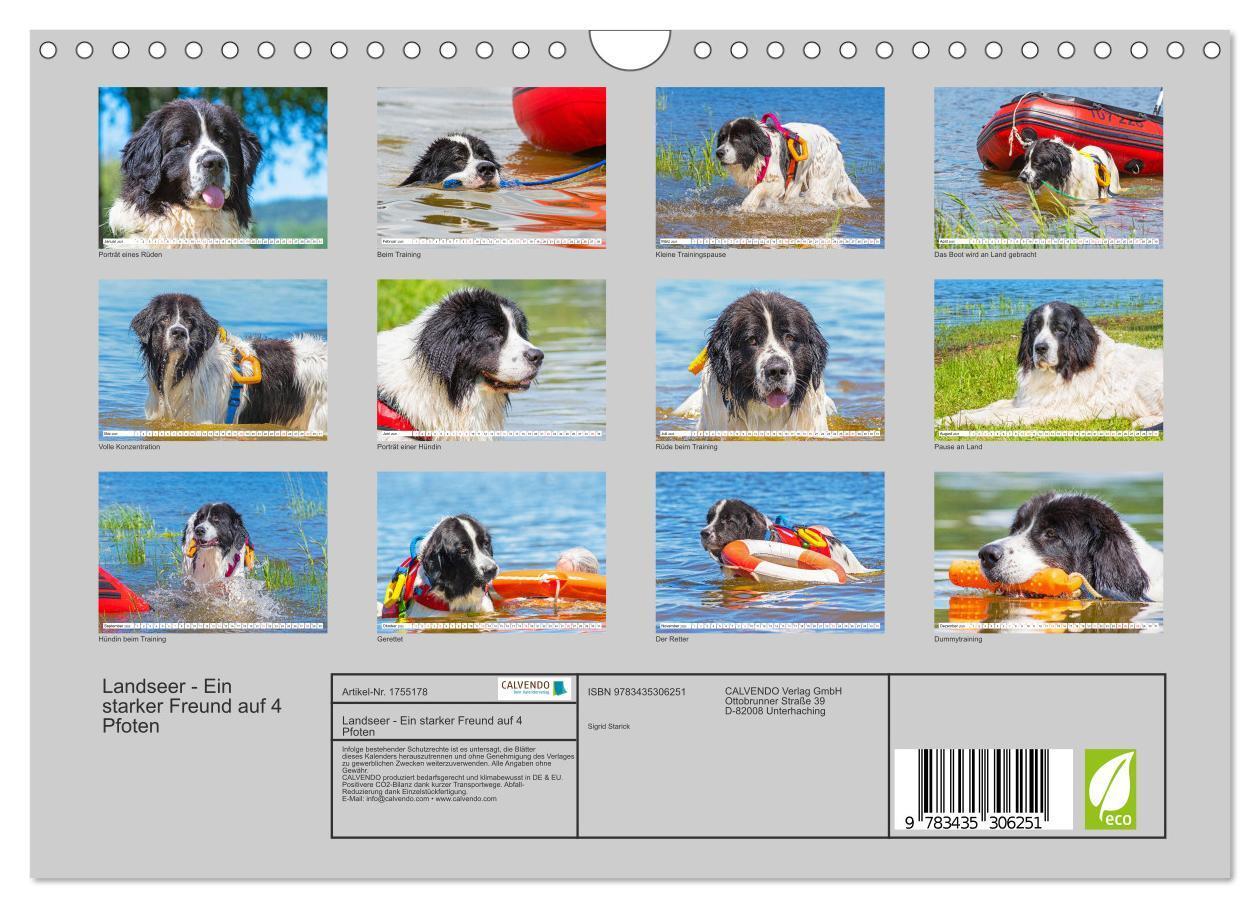 Bild: 9783435306251 | Landseer - Ein starker Freund auf 4 Pfoten (Wandkalender 2025 DIN...