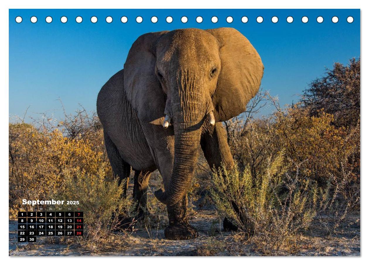 Bild: 9783435587810 | Blickpunkte in Namibia (Tischkalender 2025 DIN A5 quer), CALVENDO...