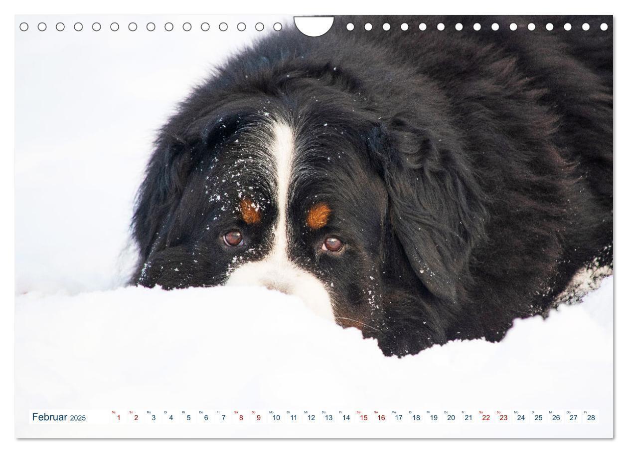 Bild: 9783435050321 | Berner Sennenhund - Ein Traum auf vier Pfoten (Wandkalender 2025...