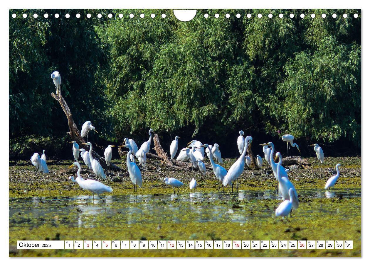 Bild: 9783383803024 | Rund um das Donaudelta (Wandkalender 2025 DIN A4 quer), CALVENDO...