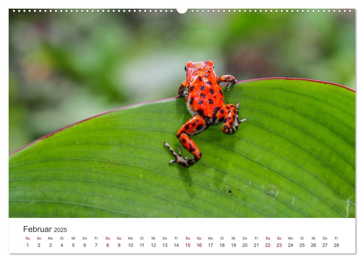 Bild: 9783435000937 | Frösche - Die wunderschöne Welt der bunten Hüpfer. (Wandkalender...