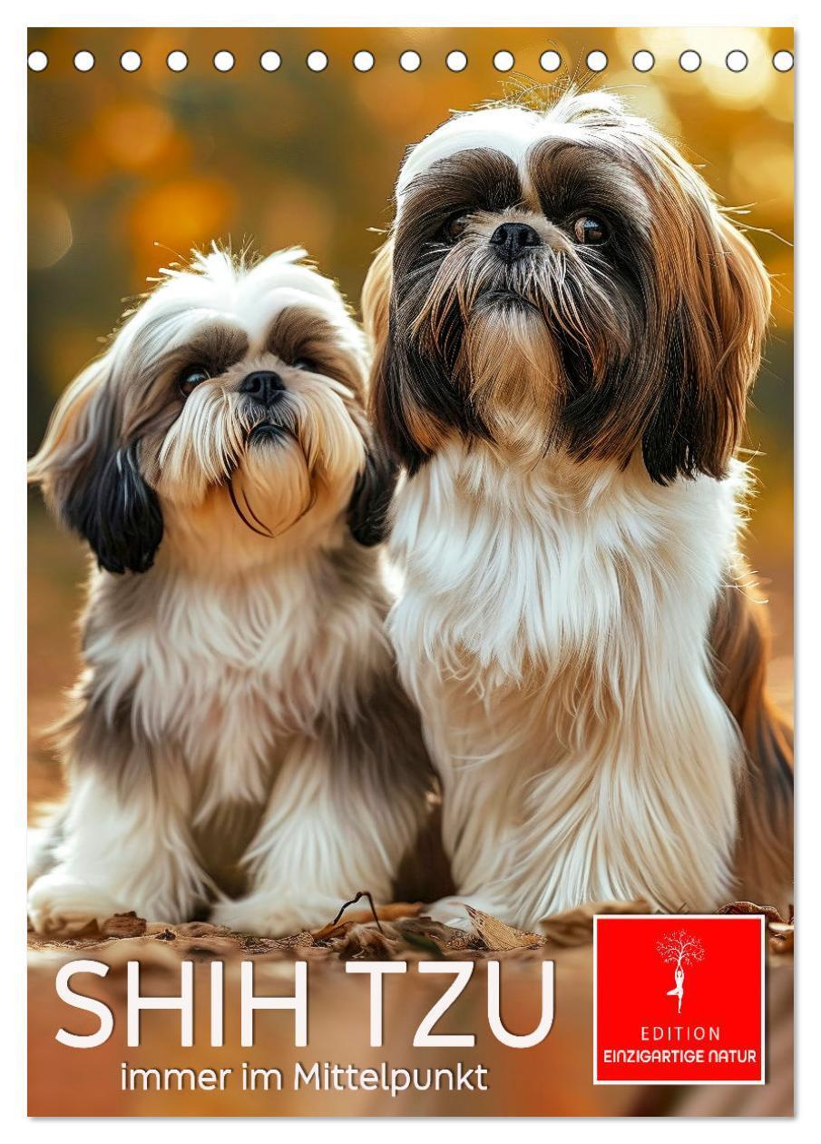 Cover: 9783383765599 | Shih Tzu - immer im Mittelpunkt (Tischkalender 2025 DIN A5 hoch),...