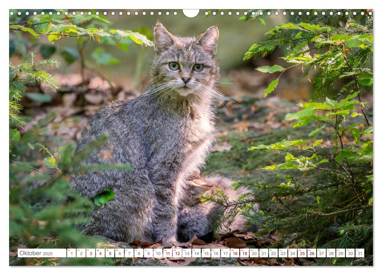 Bild: 9783435219339 | Wildkatzen - die anmutigsten Raubiere in Europa. (Wandkalender 2025...