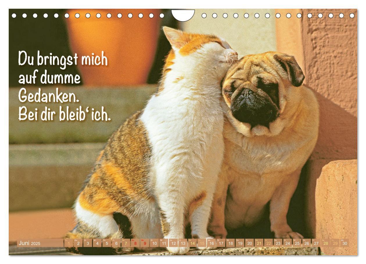 Bild: 9783457167144 | Lächeln mit Mops (Wandkalender 2025 DIN A4 quer), CALVENDO...