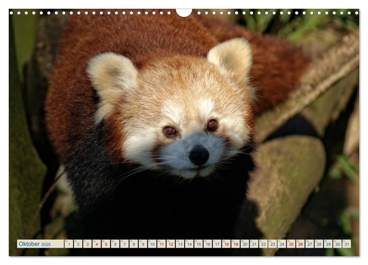 Bild: 9783435357192 | Kleiner Panda auf Entdeckungstour (Wandkalender 2025 DIN A3 quer),...