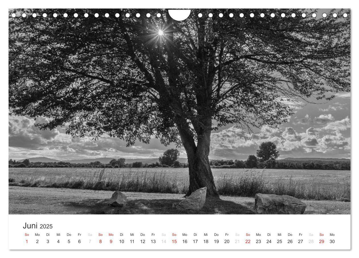 Bild: 9783435660803 | Bäume - Naturschönheiten in schwarz-weiß (Wandkalender 2025 DIN A4...