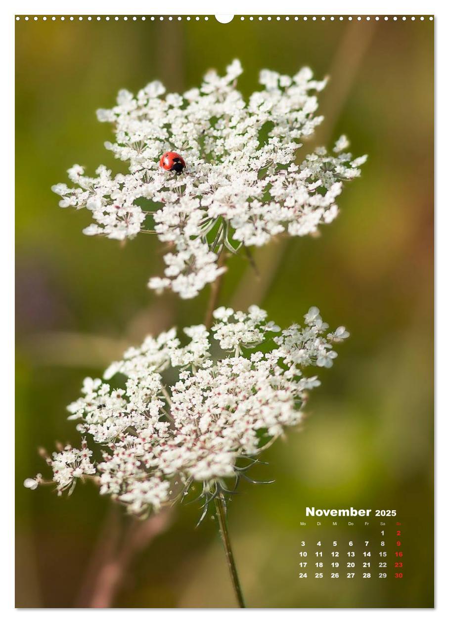 Bild: 9783457060049 | Ein Spaziergang über eine Sommerwiese (Wandkalender 2025 DIN A2...