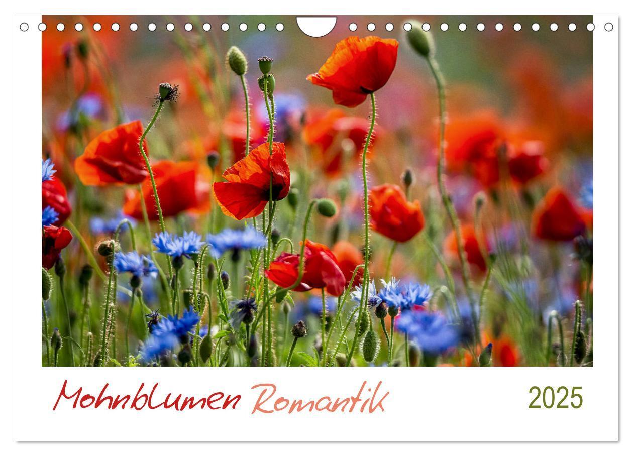 Cover: 9783435122967 | Mohnblumen Romantik (Wandkalender 2025 DIN A4 quer), CALVENDO...