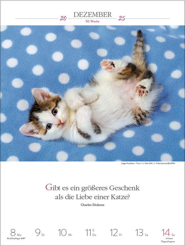 Bild: 9783731877226 | Literaturkalender Katzen 2025 | Verlag Korsch | Kalender | 54 S.