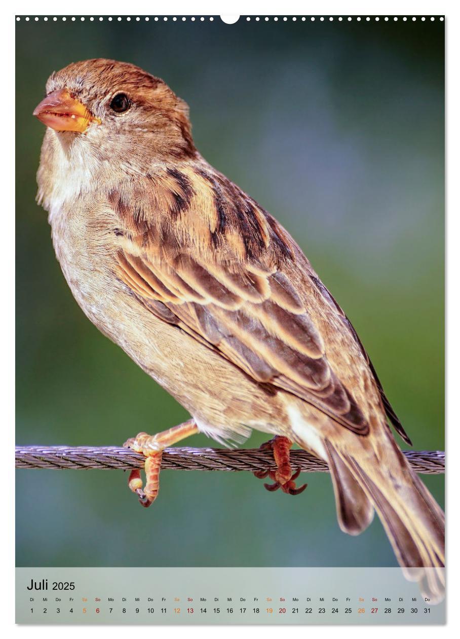 Bild: 9783435930470 | Vögel - gefiederte Freunde in unserer Natur (Wandkalender 2025 DIN...