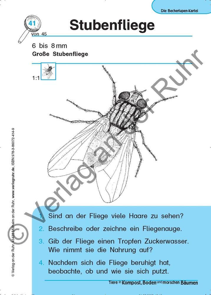 Bild: 9783860724149 | Tiere in Kompost, Boden und morschen Bäumen | Jürgen Dittmann (u. a.)