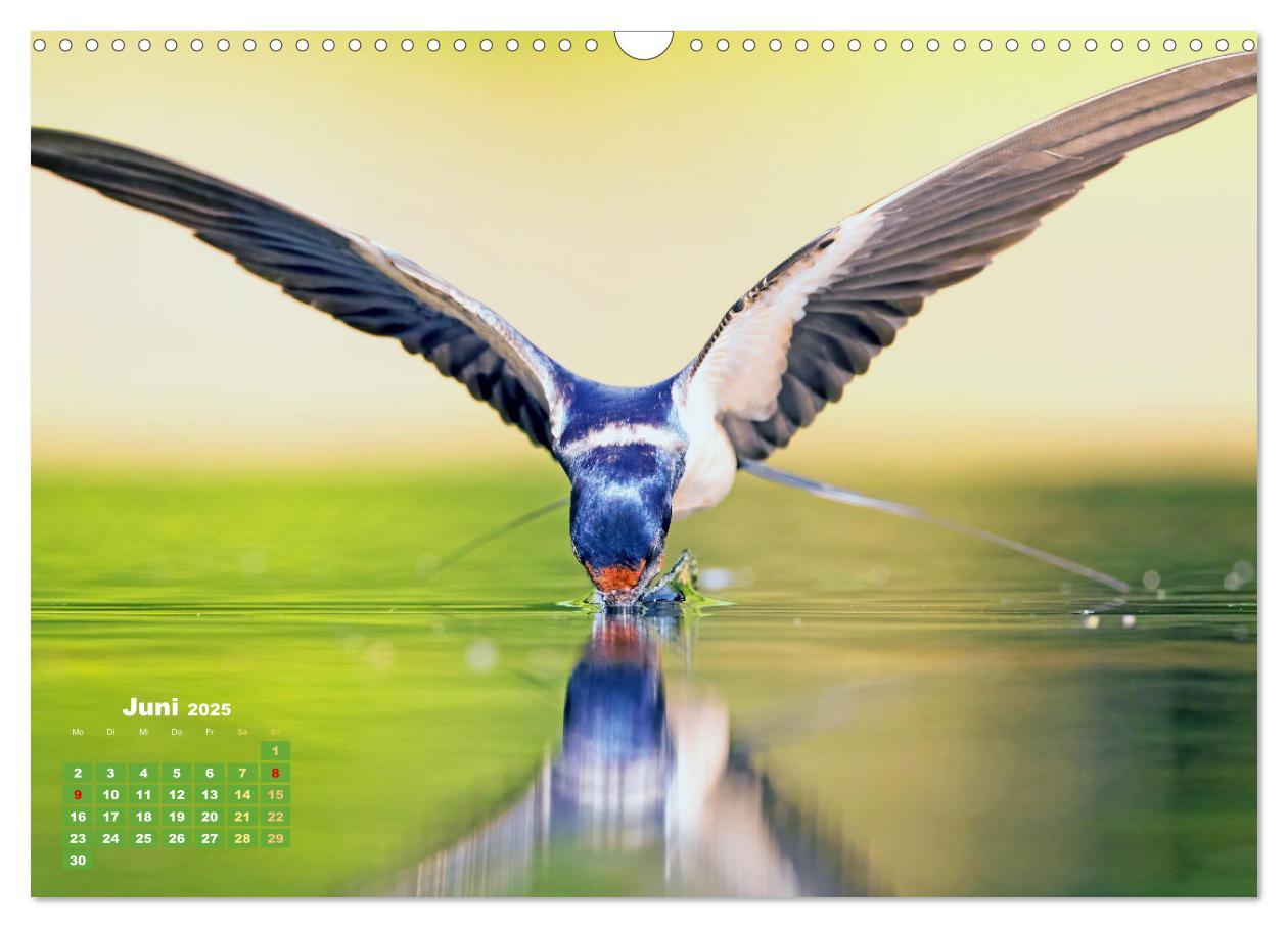 Bild: 9783383874031 | Amsel, Fink und Star: Heimische Vögel (Wandkalender 2025 DIN A3...