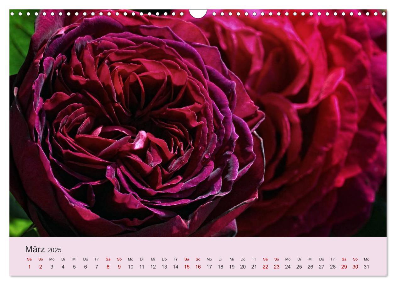 Bild: 9783435453221 | Rosen Reigen im Garten (Wandkalender 2025 DIN A3 quer), CALVENDO...