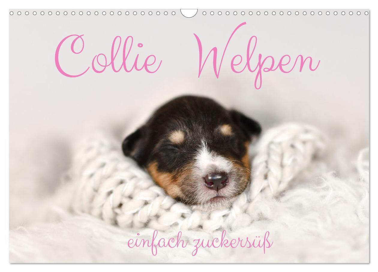 Cover: 9783435029860 | Collie Welpen einfach zuckersüß (Wandkalender 2025 DIN A3 quer),...