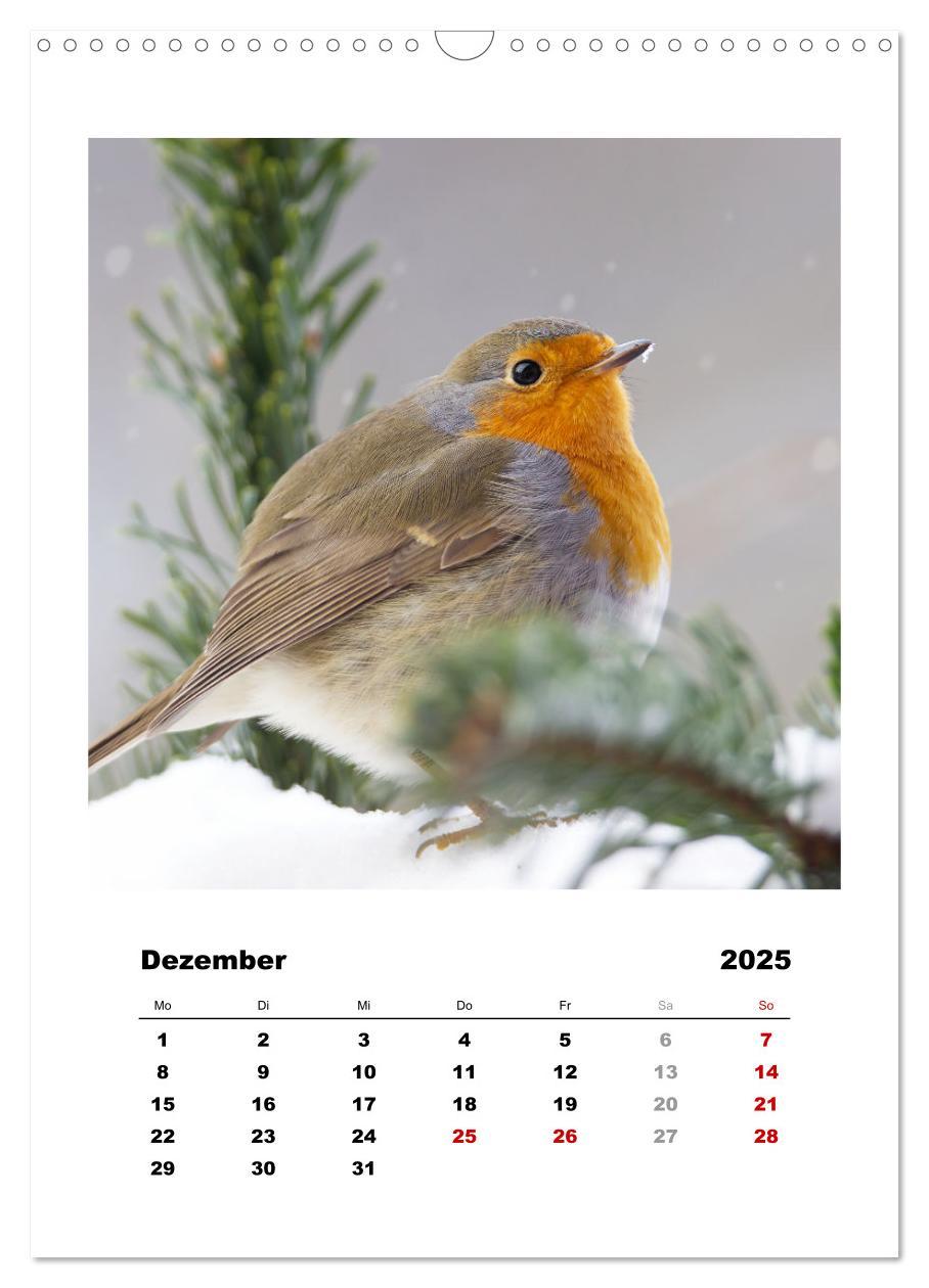 Bild: 9783435929627 | Rotkehlchen, süße kleine Knutschkugeln (Wandkalender 2025 DIN A3...