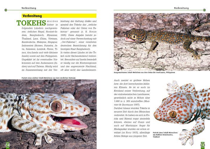 Bild: 9783937285313 | Der Tokeh | Gekko gecko | Wolfgang Grossmann | Taschenbuch | 64 S.