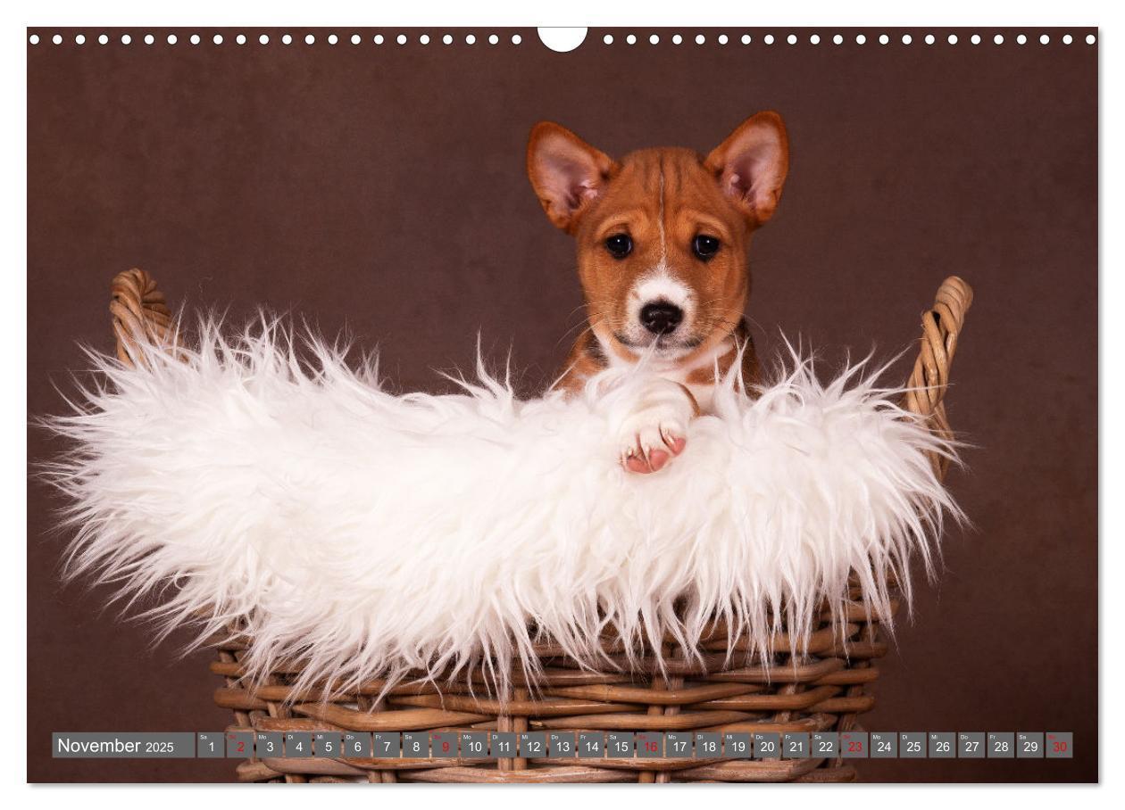 Bild: 9783457195710 | Der Basenji (Wandkalender 2025 DIN A3 quer), CALVENDO Monatskalender