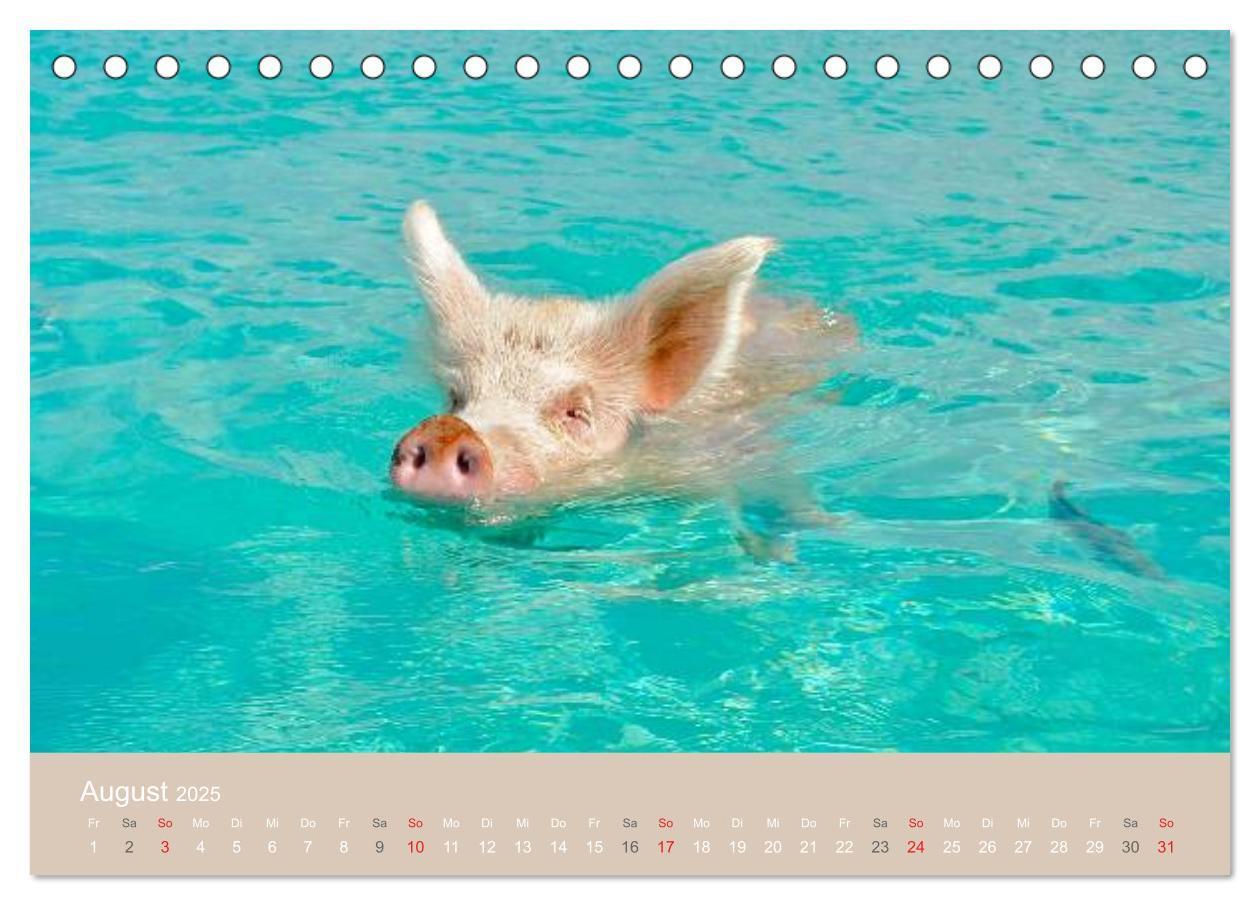 Bild: 9783435738816 | Schwimmende Schweine auf den Bahamas! (Tischkalender 2025 DIN A5...