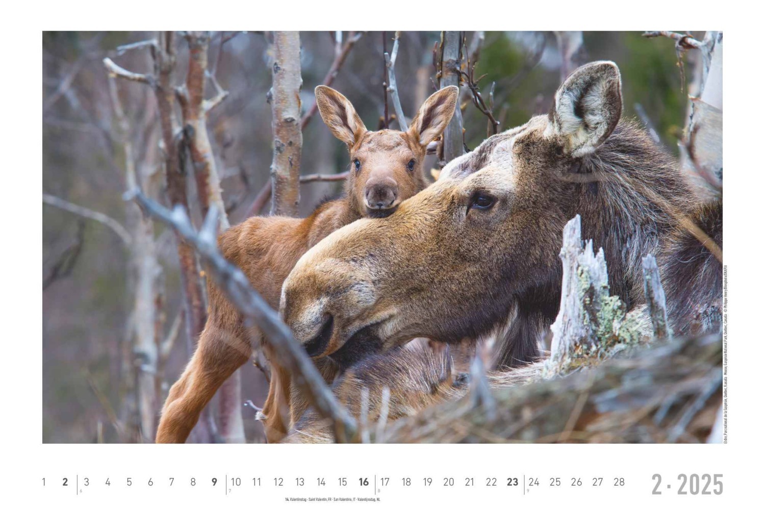 Bild: 4251732342197 | Lebensraum Wald 2025 - Bildkalender 49,5x33 cm - Tiere und Pflanzen...