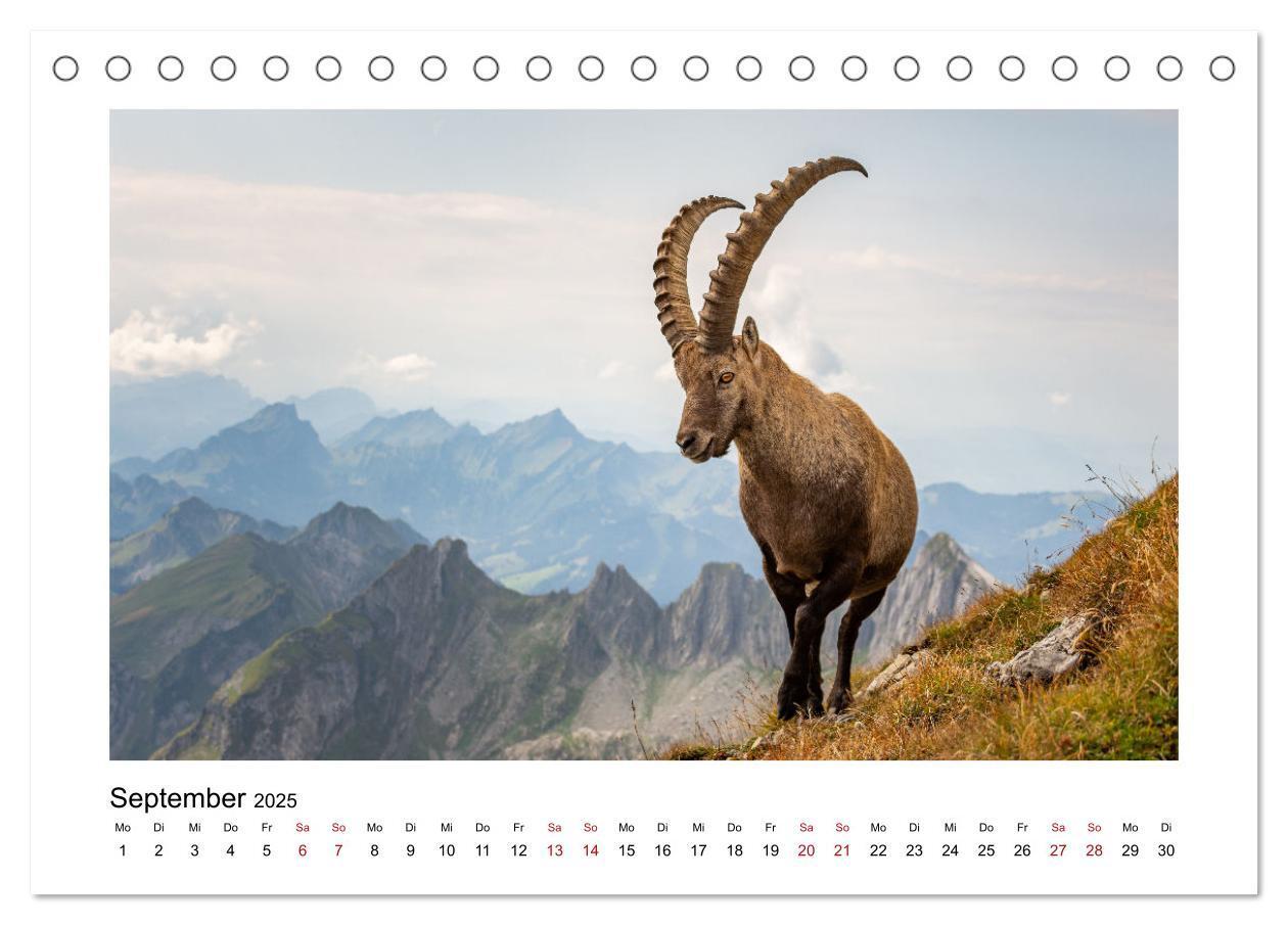 Bild: 9783383907937 | Steinböcke - Die Könige der Alpen (Tischkalender 2025 DIN A5 quer),...